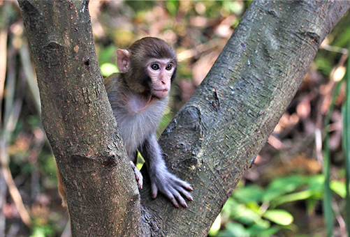 පාරිසරික ආරක්ෂාව